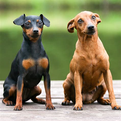This is the price you can expect to pay for the Peekapoo breed without breeding rights. . Miniature pinscher puppies for sale craigslist